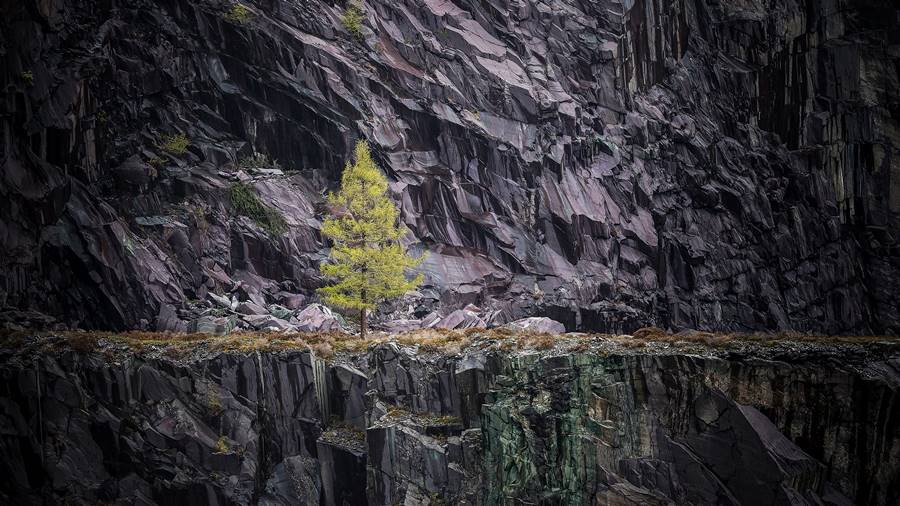 A lone tree standing resilient in the middle of a slate quarry, with sharp slate walls