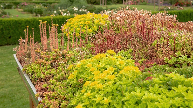 Green roof with lush plants providing natural insulation and aesthetic appeal