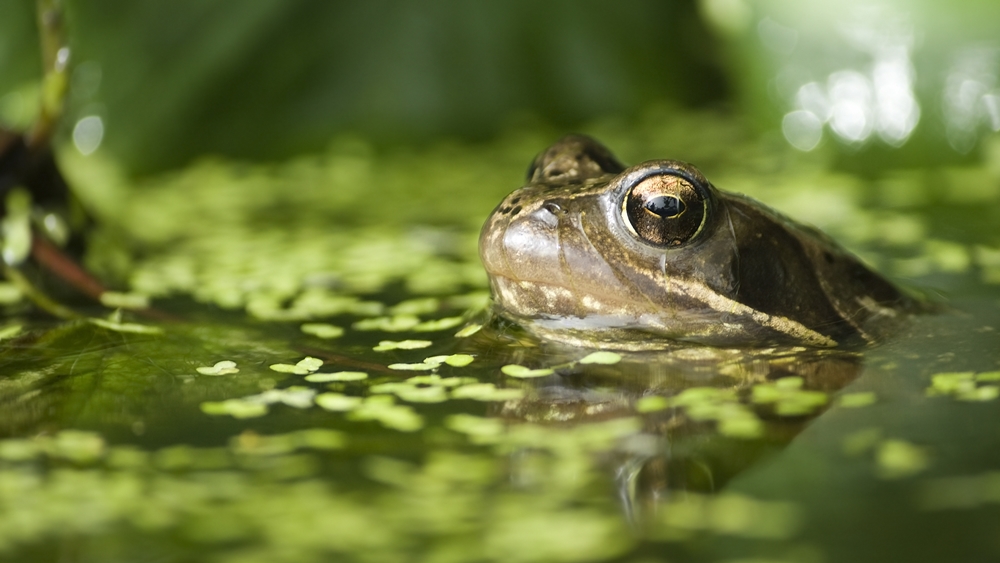 A common frog partially submerged in a garden pond, surrounded by floating duckweed and green foliage