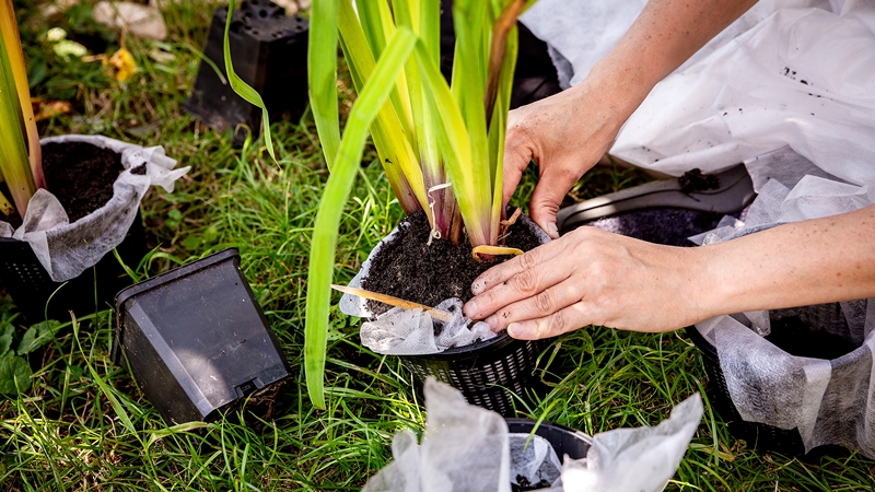 A person planting aquatic plants in a garden pond basket, preparing them for placement in water