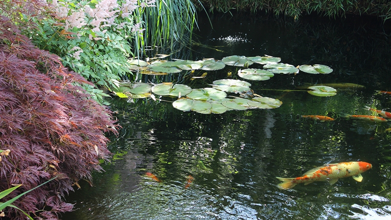A koi pond with lily pads, surrounded by lush plants and trees, reflecting sunlight on the water