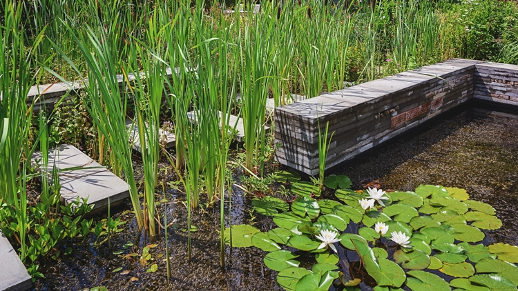 A modern water garden pond with water lilies, tall reeds, and stone edging, creating a tranquil outdoor space