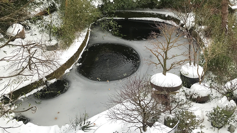 A partially frozen garden pond in winter, surrounded by snow-covered plants and trees, illustrating seasonal pond care