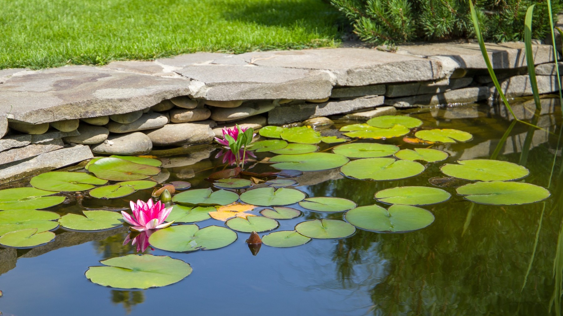 Garden pond with natural stone edging, water lilies and aquatic planting